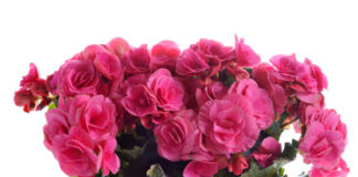 Begonia 799 0 101 Begonia